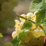 Volterra: Winery Guided Tour and Experience with Tasting - The Itinerary in Detail
