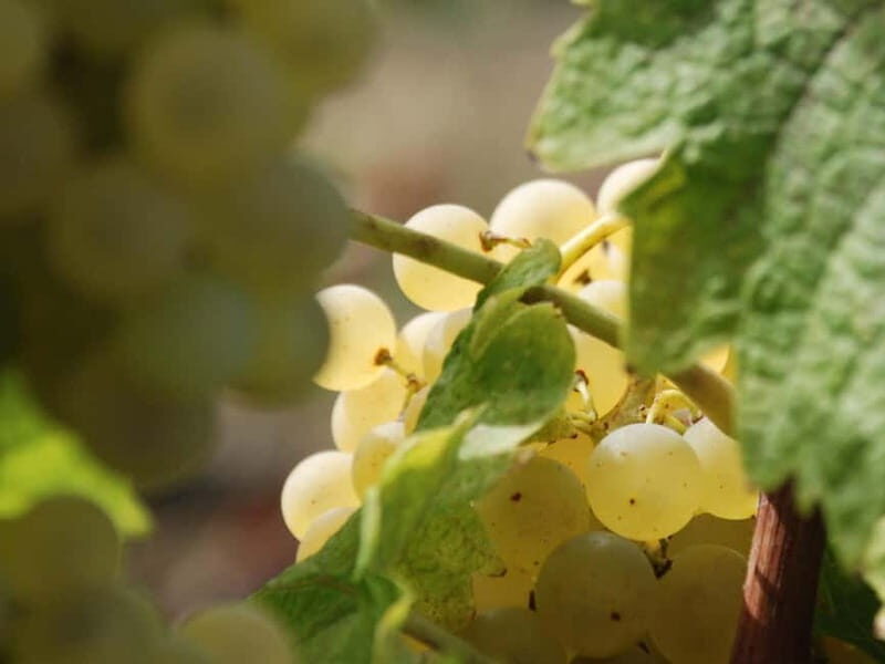 Volterra: Winery Guided Tour and Experience with Tasting - The Itinerary in Detail