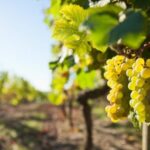 Vouvray wine half-day tour from Tours - Why This Tour Offers Great Value