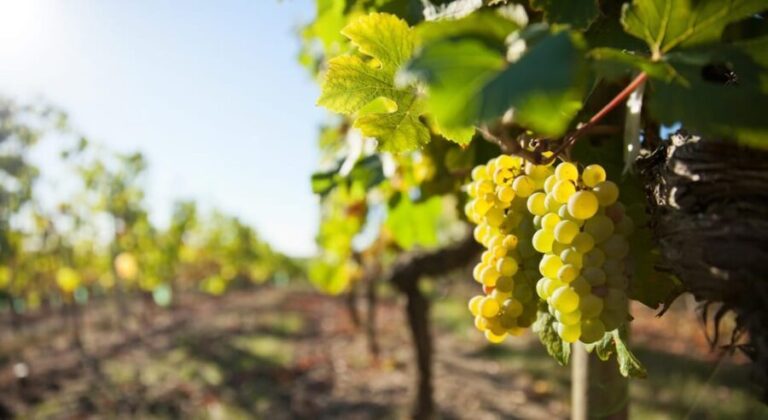 Vouvray wine half-day tour from Tours - Why This Tour Offers Great Value