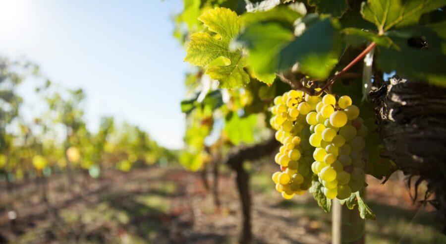 Vouvray wine half-day tour from Tours - Why This Tour Offers Great Value