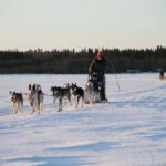 Vuokatti: Husky Sled Ride with Hot Berry Juice & Biscuits - Who Should Consider This Tour?