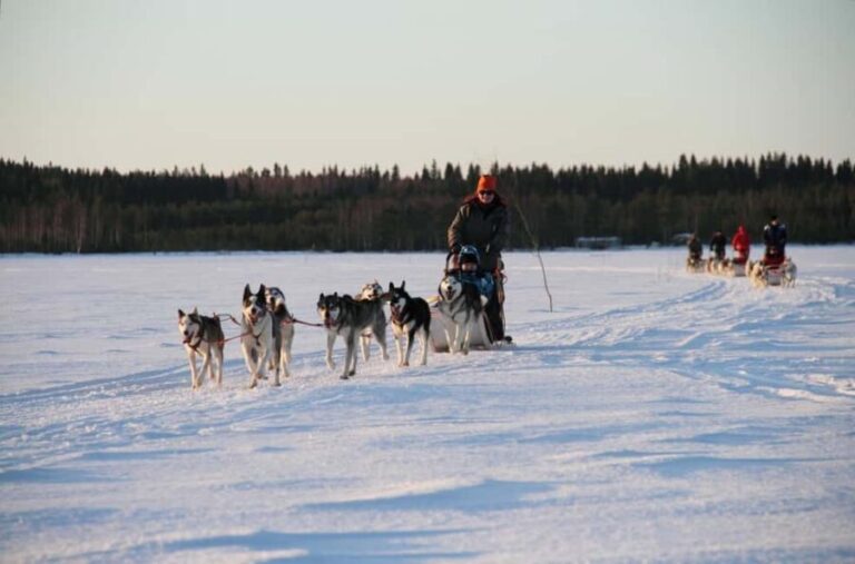 Vuokatti: Husky Sled Ride with Hot Berry Juice & Biscuits - Who Should Consider This Tour?