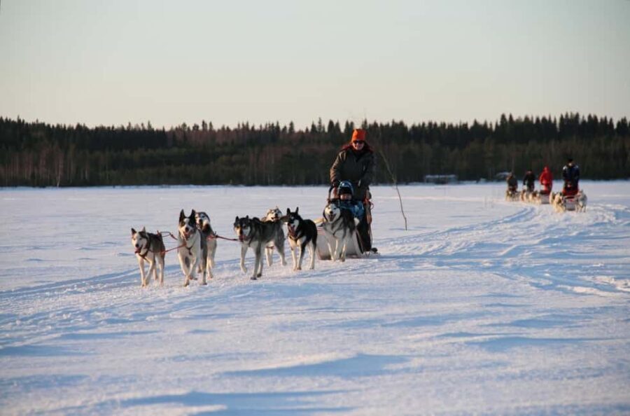 Vuokatti: Husky Sled Ride with Hot Berry Juice & Biscuits - Who Should Consider This Tour?