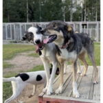 Vuokatti: Life with Huskies Experience - Final Thoughts