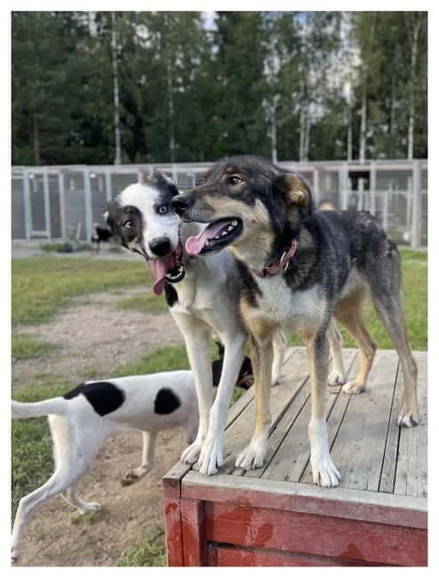 Vuokatti: Life with Huskies Experience - Final Thoughts