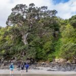 Waiheke Island: Forest and Beach Premium Guided Walk - Why This Tour Is a Great Choice