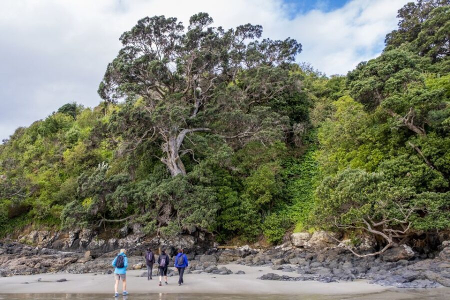 Waiheke Island: Forest and Beach Premium Guided Walk - Why This Tour Is a Great Choice