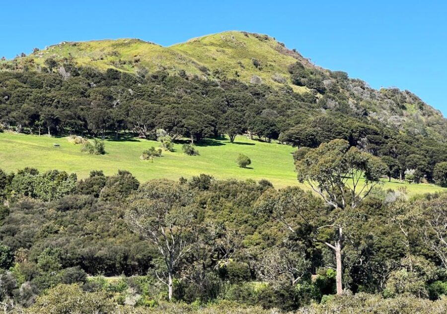 Waiheke Island: Full Day Guided History and Heritage Tour - An In-Depth Look at the Waiheke Cultural Heritage Tour