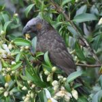 Waiheke Island Private Birding Tour - Exploring Waiheke Island’s Birdlife: What to Expect