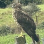 Waiheke Island: Private Birding Tour | Terra & Tide - Who Should Consider This Tour?