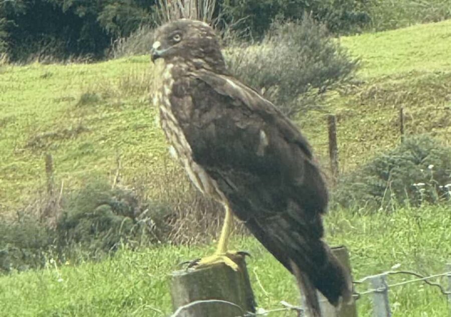 Waiheke Island: Private Birding Tour | Terra & Tide - Who Should Consider This Tour?
