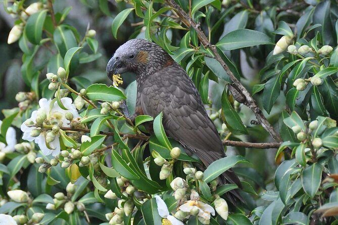 Waiheke Island Private Birding Tour - Exploring Waiheke Island’s Birdlife: What to Expect