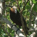 Waiheke Island: Private Guided Te Ara Hura 5-Day Walk - Who Will Love This Tour?
