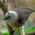 Waikato: Ancient Forest Guided Tour - The Sum Up