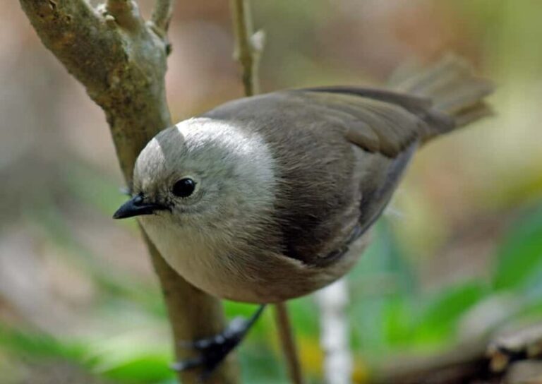 Waikato: Ancient Forest Guided Tour - The Sum Up