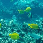 Wailea Beach: Snorkeling for Non-Swimmers Guided Tour - A Detailed Look at the Snorkeling Experience