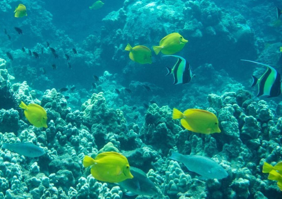 Wailea Beach: Snorkeling for Non-Swimmers Guided Tour - A Detailed Look at the Snorkeling Experience