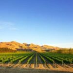 Waipara Wine Tour from Christchurch - including Lunch & Tastings - Authentic Feedback from Travelers