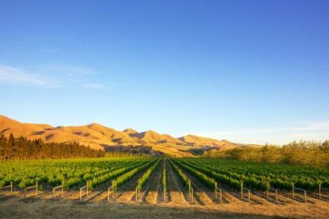 Waipara Wine Tour from Christchurch - including Lunch & Tastings - Authentic Feedback from Travelers