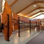 Waipoua KAURI Forest, Tane Mahuta & Museum Tour Ex Auckland - Practical Tips for the Day