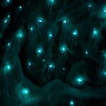 Waitangi: Kawiti Glow Worm Cave & Opua Kauri Forest Walk - Analyzing the Value