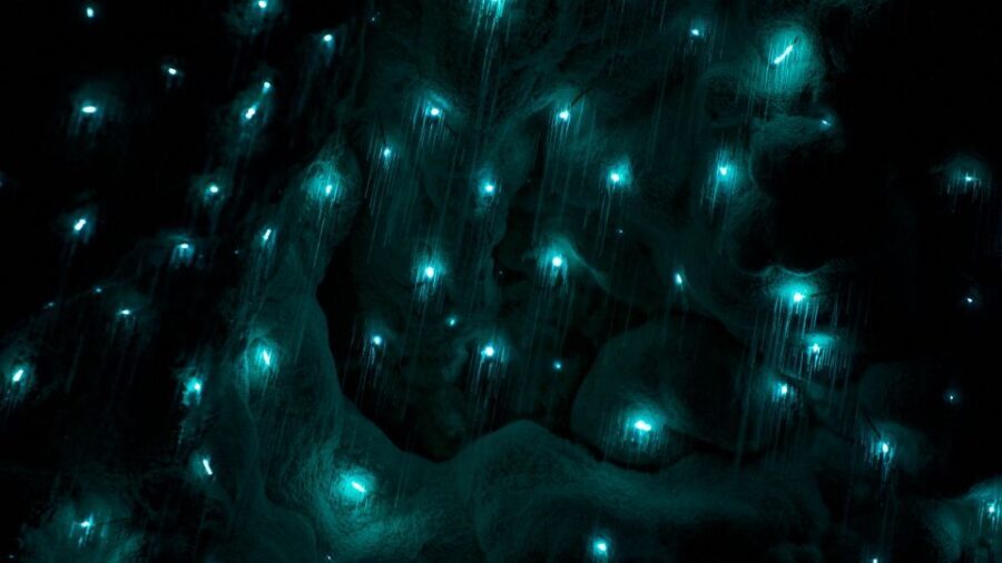 Waitangi: Kawiti Glow Worm Cave & Opua Kauri Forest Walk - Analyzing the Value