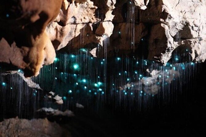 Waitomo Spellbound Glowworm Caves Small Group Tour from Auckland - A Deep Dive into the Experience