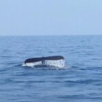 Wake Up With the Whales Cruise from Anaeho'omalu Bay - What to Expect on Your Whale Watching Morning