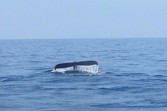 Wake Up With the Whales Cruise from Anaeho'omalu Bay - What to Expect on Your Whale Watching Morning