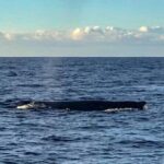 Wake up with the Whales Cruise from Kawaihae Harbor - Why This Tour Is a Great Choice