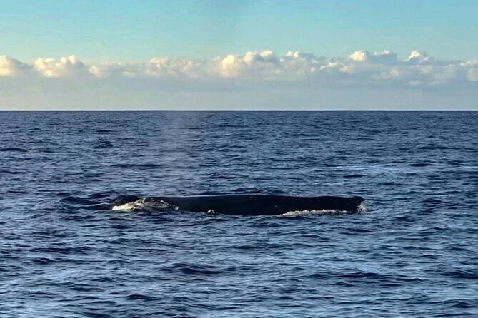 Wake up with the Whales Cruise from Kawaihae Harbor - Why This Tour Is a Great Choice