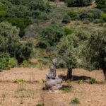 Walk among the olive trees (Small group experience) - FAQs