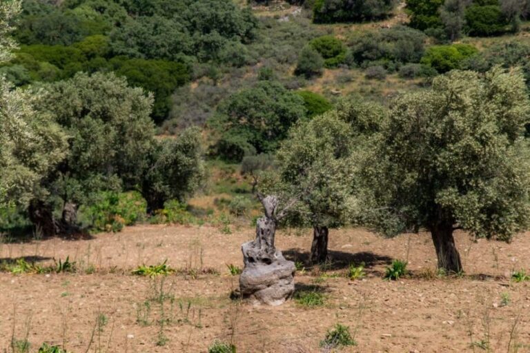 Walk among the olive trees (Small group experience) - FAQs