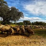 Walk in the Cork Forest Experience Pack - Frequently Asked Questions