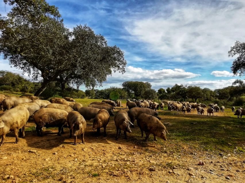 Walk in the Cork Forest Experience Pack - Frequently Asked Questions