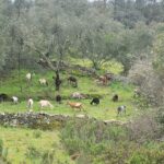 Walk through Hills With a Local Goat Herder and Their Goats - FAQ