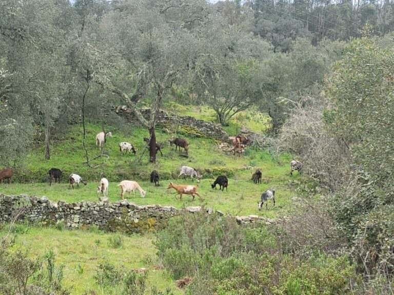 Walk through Hills With a Local Goat Herder and Their Goats - FAQ