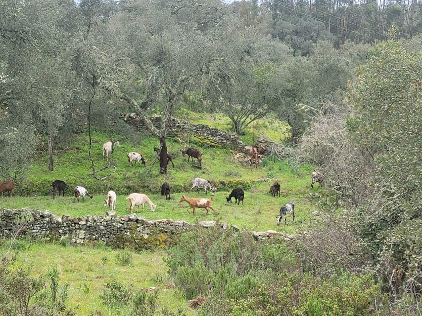 Walk through Hills With a Local Goat Herder and Their Goats - FAQ