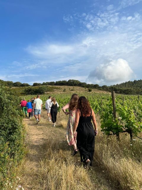 Walk through our vineyard and aperitif - An In-Depth Look at the Vineyard Tour Experience