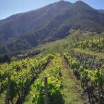 Walk through vineyards, breathtaking views and flavors of Salina - The Value and Why It’s Worth Doing