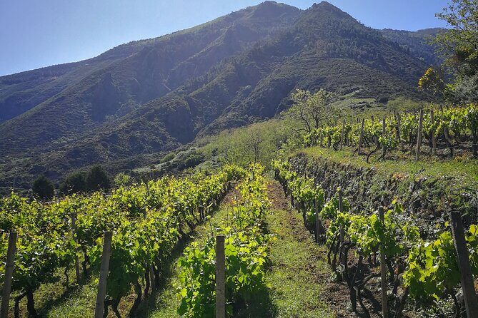 Walk through vineyards, breathtaking views and flavors of Salina - The Value and Why It’s Worth Doing