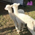Walking with Alpacas - Who Is This Tour Best Suited For?