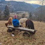 Walking with alpacas - Domaija Loncnar - Bohinj - Itinerary Breakdown: What To Expect
