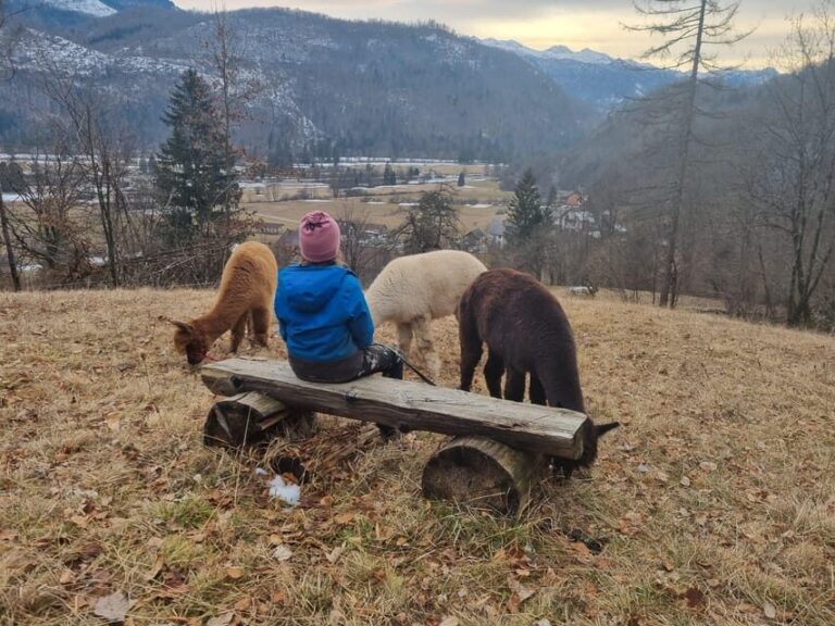 Walking with alpacas - Domaija Loncnar - Bohinj - Itinerary Breakdown: What To Expect