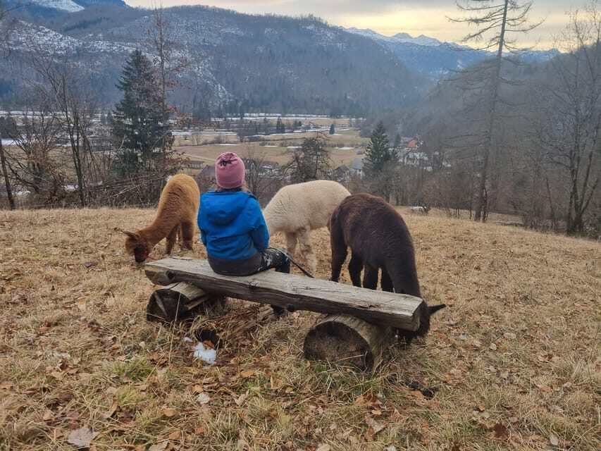 Walking with alpacas - Domaija Loncnar - Bohinj - Itinerary Breakdown: What To Expect