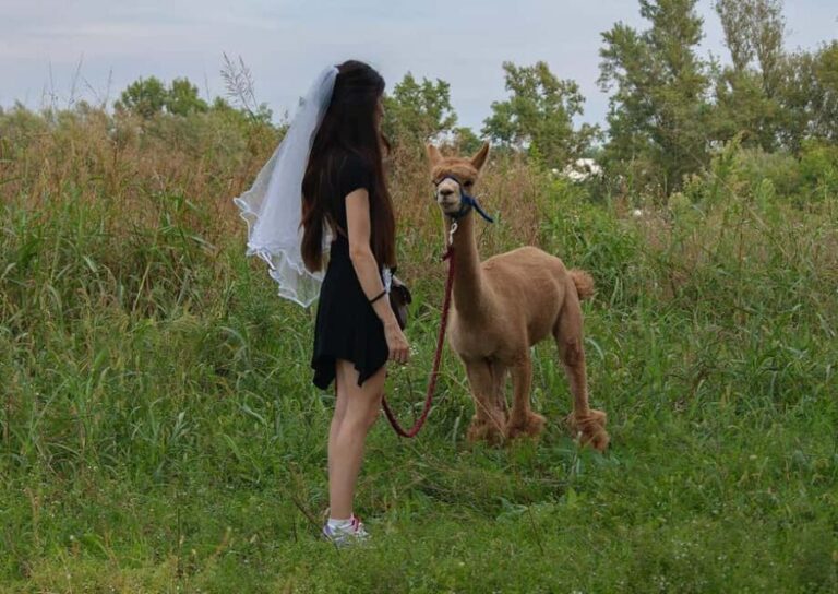 Walking with Alpacas in Turin: an experience of nature in the city - Who Will Love This Tour?
