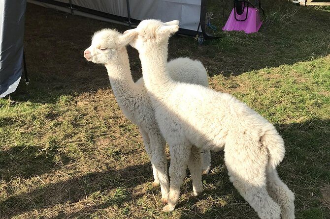 Walking with Alpacas - Who Is This Tour Best Suited For?