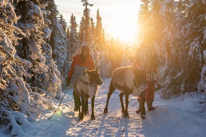 Walking with Reindeer Experience - Who Will Love This Tour?