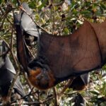 Walking with Sydney Flying Foxes (Fruit Bats) - The Sum Up: Who Should Consider This Tour?